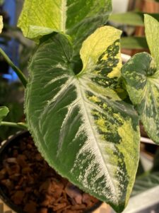 Syngonium Wendlandii 'Scrambled Eggs' 炒雞蛋合果芋：圖片 2
