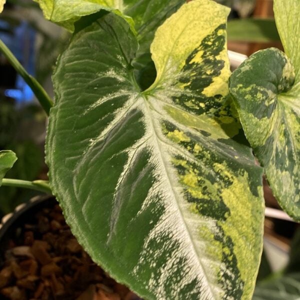 Syngonium Wendlandii 'Scrambled Eggs' 炒雞蛋合果芋（Syngonium Wendlandii 'Scrambled Eggs'）— 植仔 Plantjai 香港觀葉植物