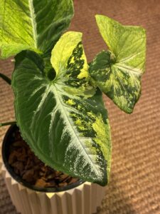 Syngonium Wendlandii 'Scrambled Eggs' 炒雞蛋合果芋