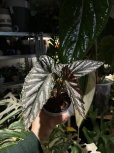 Begonia 'Down Home' - Image 3