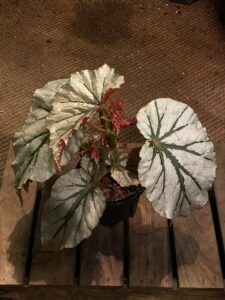 Begonia 'Looking Glass' 魔鏡秋海棠