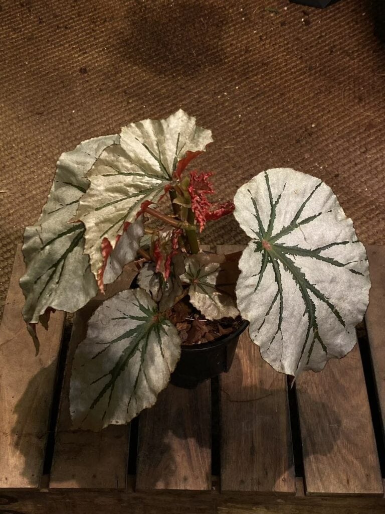 魔鏡秋海棠
