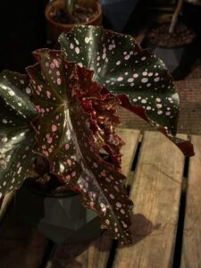 Begonia Begonia 'Cracklin' Rosie' 裂葉玫瑰秋海棠