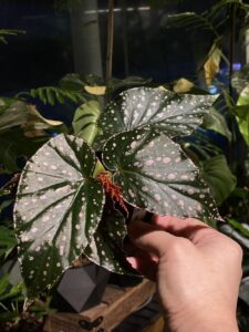 Begonia 'Snowflex' 雪靈兒秋海棠