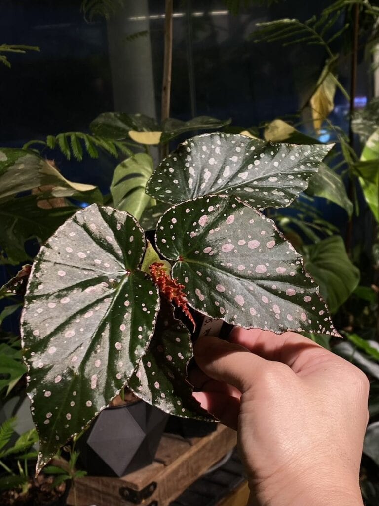 雪靈兒秋海棠