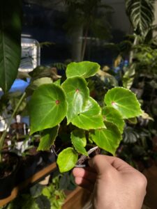 Begonia 'Rouge' 胭脂秋海棠
