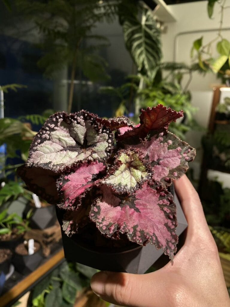 多爾切比塔秋海棠