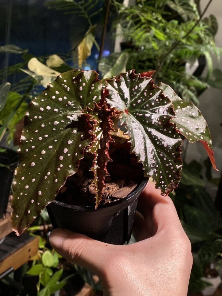 夢魅小姐秋海棠