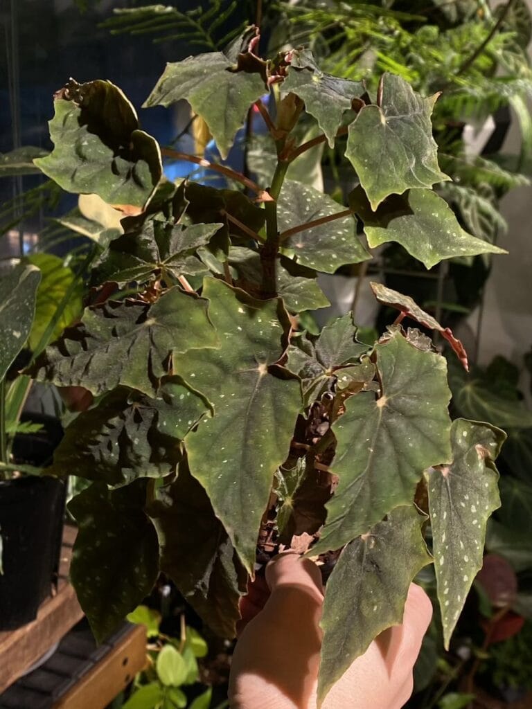 盧貝爾蓋秋海棠