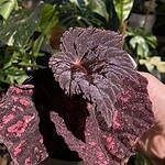 Amydrium medium 'Cebu Blue'（Amydrium medium 'Cebu Blue'）— 植仔 Plantjai 香港觀葉植物