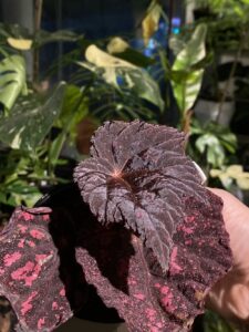Begonia 'Ella Marguerite' 瑪格麗塔秋海棠