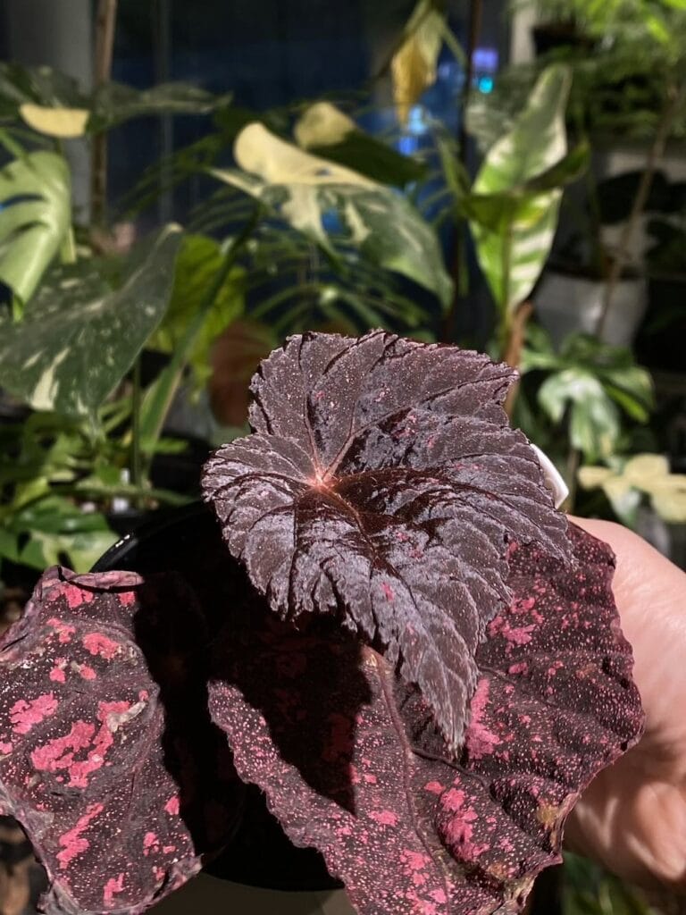 瑪格麗塔秋海棠
