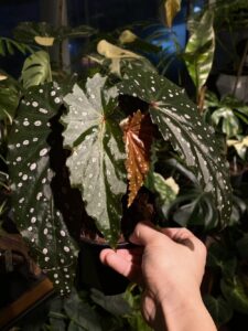 Begonia 'Sharon Seelert' 莎朗喜悅秋海棠