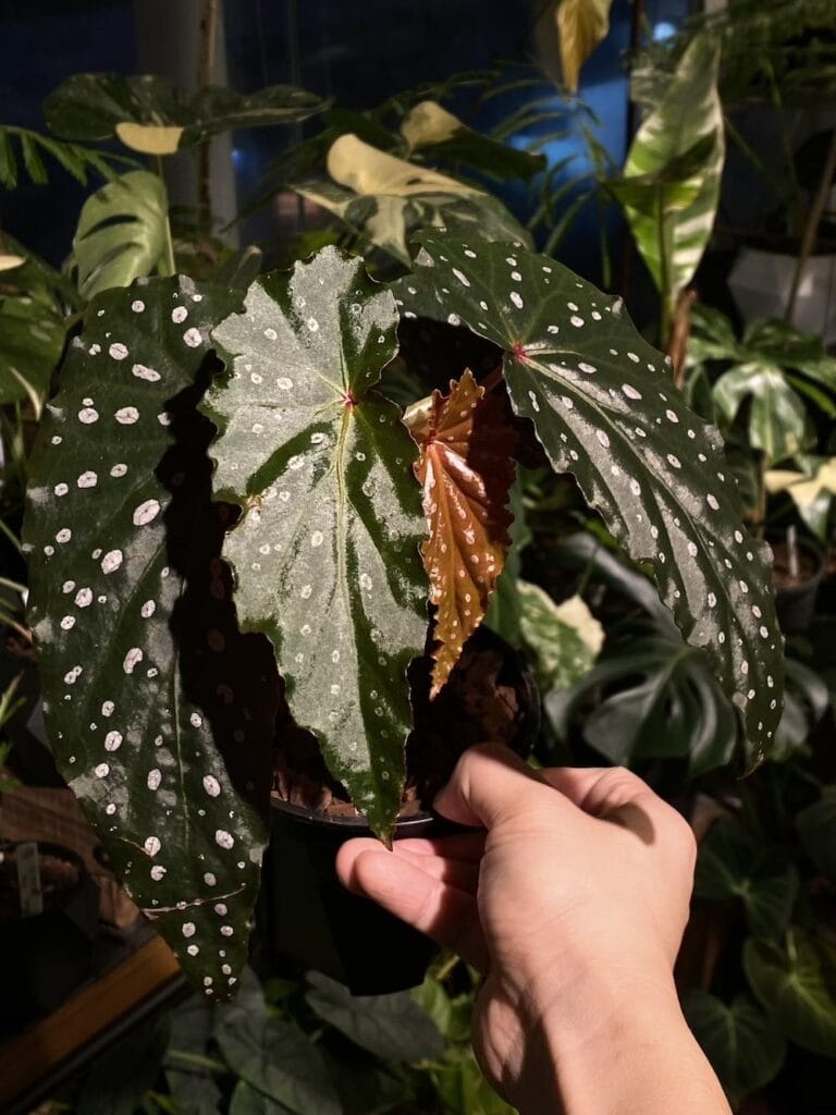 莎朗喜悅秋海棠