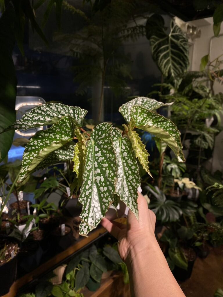阿莫拉秋海棠
