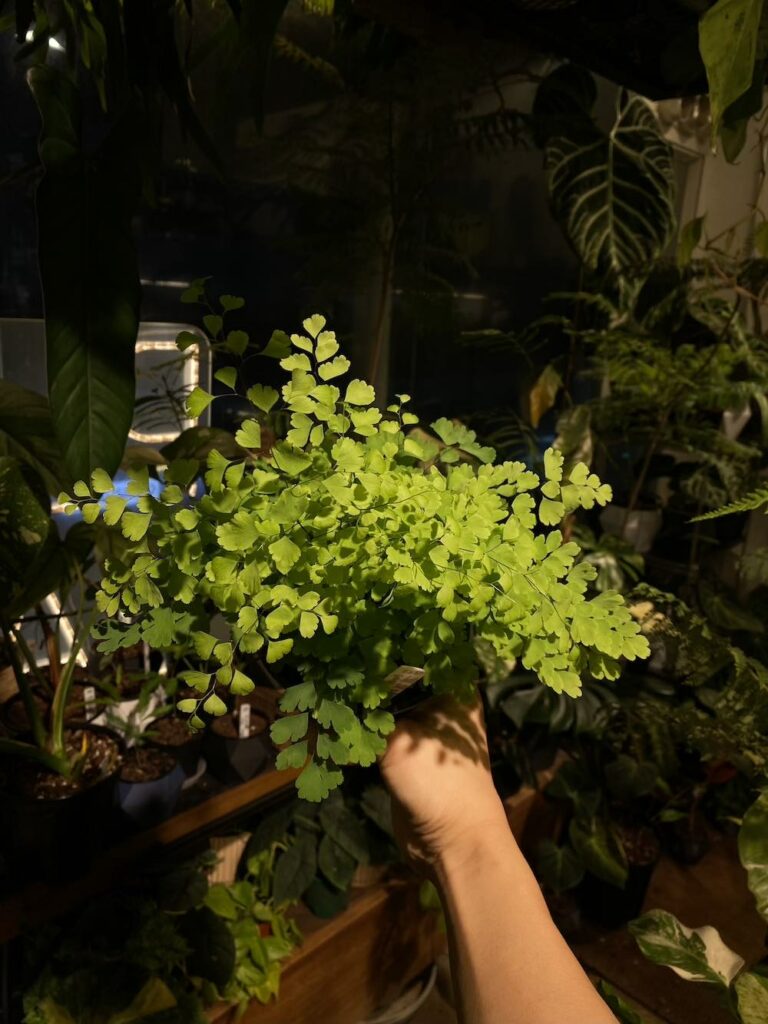黑骨芒/鐵線蕨