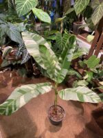 Musa Ae Ae 夏威夷白錦香蕉樹 — 植仔 Plantjai 香港觀葉植物