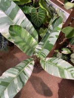 Musa Ae Ae 夏威夷白錦香蕉樹 — 植仔 Plantjai 香港觀葉植物