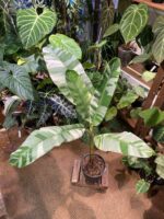 Musa Ae Ae 夏威夷白錦香蕉樹 — 植仔 Plantjai 香港觀葉植物