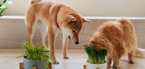 pet grass or wheatgrass for dogs and cats wheatgr 2023 11 27 05 31 34 utc 2 2 small