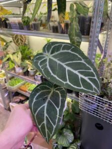 Anthurium crystallinum x 混種水晶花燭：圖片 2