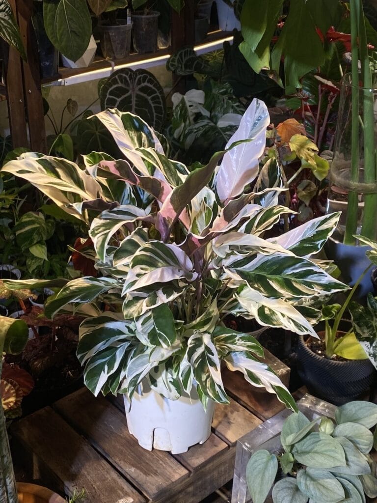 白油畫竹芋