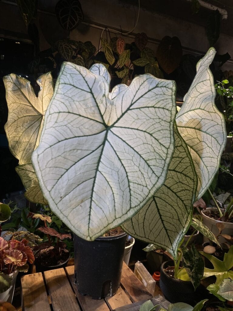 白色戀人彩葉芋