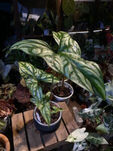 非洲鬼面鞭藤芋 Cercestis mirabilis