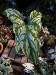 非洲鬼面鞭藤芋 Cercestis mirabilis