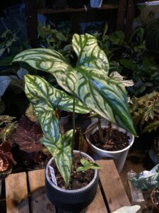 非洲鬼面鞭藤芋 Cercestis mirabilis