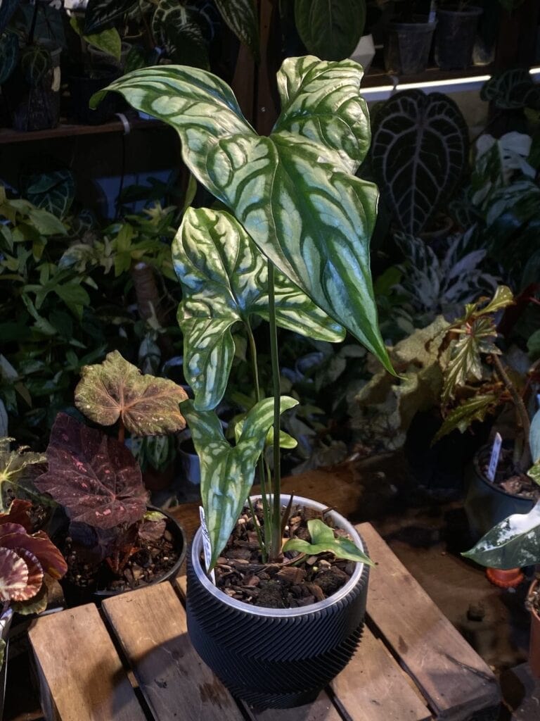 非洲鬼面鞭藤芋