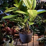 Eucalyptus 'Silver Dollar' 圓葉尤加利（Eucalyptus 'Silver Dollar'）— 植仔 Plantjai 香港觀葉植物