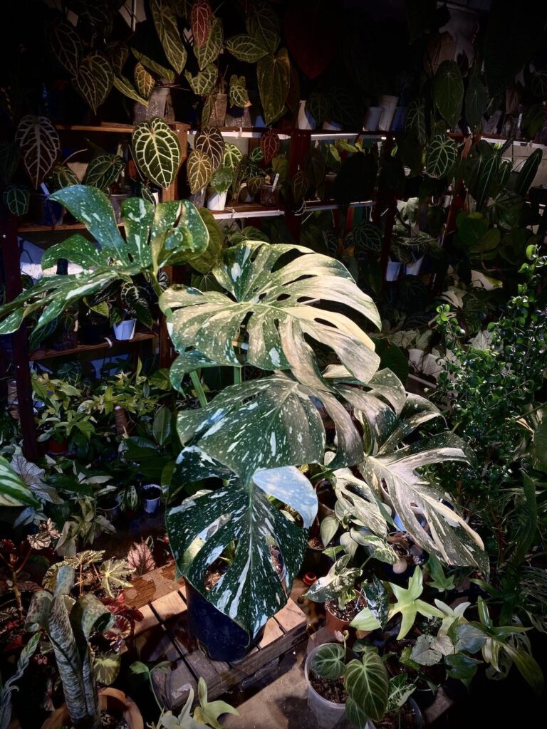 泰國灑金龜背竹