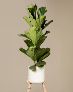 Ficus pandurata - Image 4