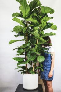 Ficus pandurata - Image 3