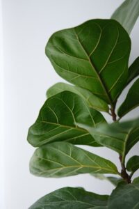 Ficus pandurata - Image 5