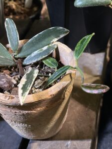 香花奇錦毬蘭 Hoya lyi ‘Prism’：圖片 2