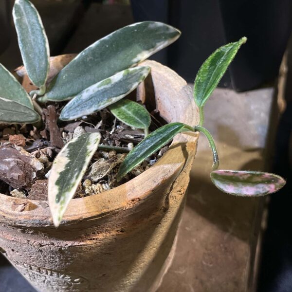 香花奇錦毬蘭 — 植仔 Plantjai 香港觀葉植物