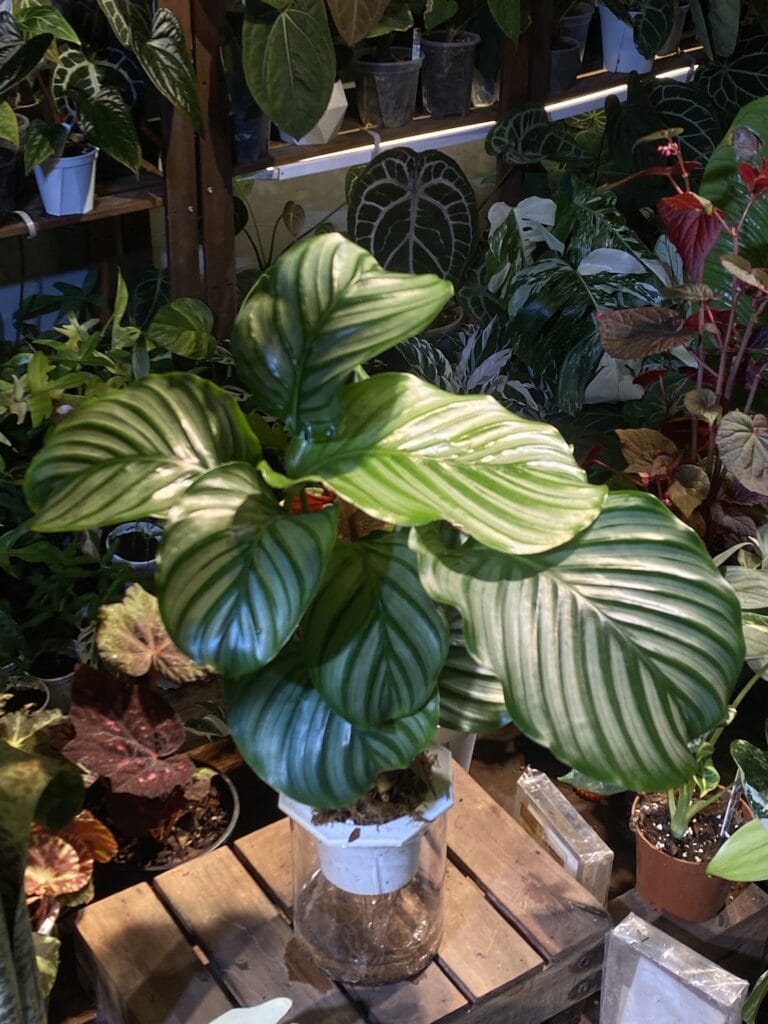 半水培竹芋