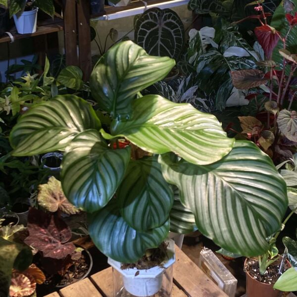 半水培竹芋 Semi-hydroponic Calathea（Calathea）— 植仔 Plantjai 香港觀葉植物