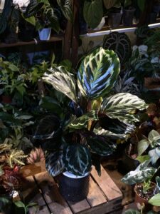 半水培竹芋 Semi-hydroponic Calathea：圖片 3