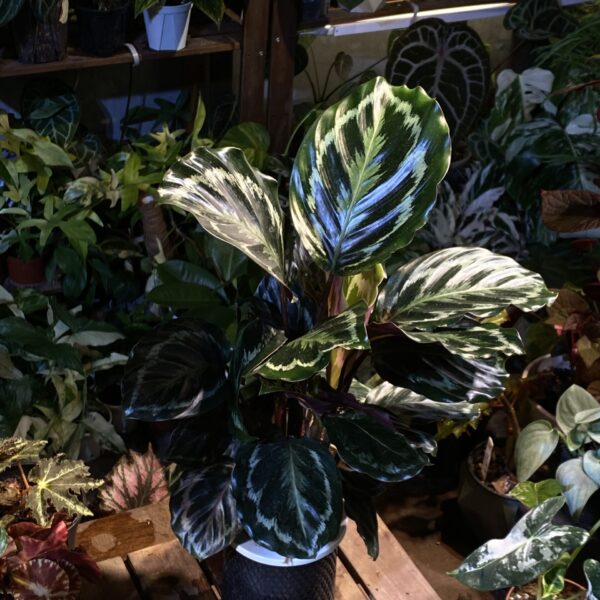 半水培竹芋 Semi-hydroponic Calathea（Calathea）— 植仔 Plantjai 香港觀葉植物