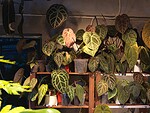 Monstera 'Thai Constellation' 泰國灑金龜背竹(Monstera 'Thai Constellation')— 植仔 Plantjai 香港觀葉植物