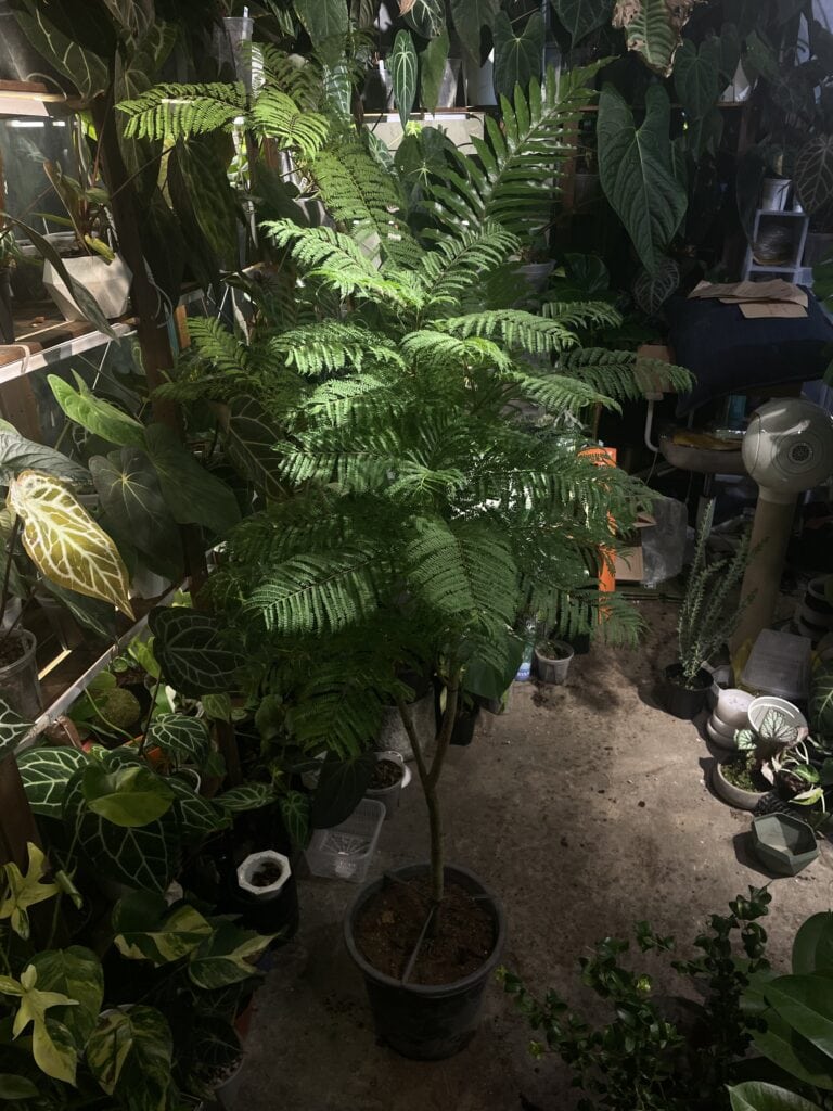 Blue Jacaranda 藍花楹（Blue Jacaranda）— 植仔 Plantjai 香港觀葉植物