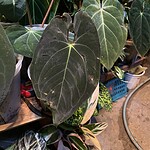 Anthurium crystallinum ‘Dorayaki’ 銅鑼燒花燭（Anthurium crystallinum）— 植仔 Plantjai 香港觀葉植物