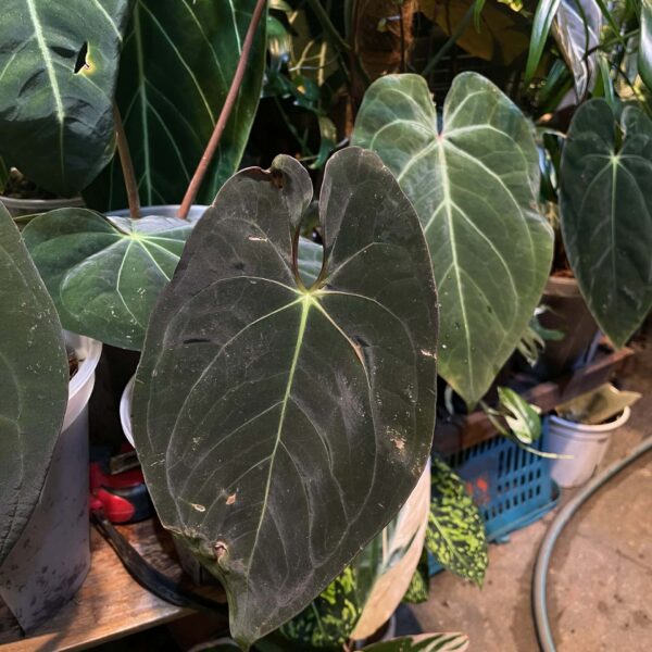 加通湖papi花燭 — 植仔 Plantjai 香港觀葉植物