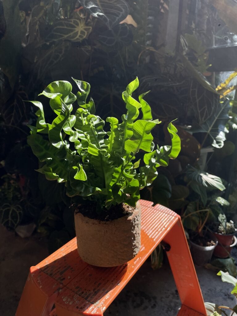 火焰鳥巢蕨