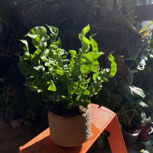 火焰鳥巢蕨 Asplenium nidus ‘Crispy Waves’ — 植仔 Plantjai 香港觀葉植物