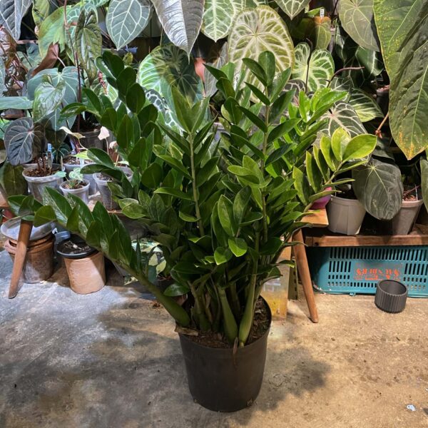 Zamioculcas zamifolia ZZ Plant 金錢樹 美鐵芋（Zamioculcas zamifolia ZZ Plant）— 植仔 Plantjai 香港觀葉植物