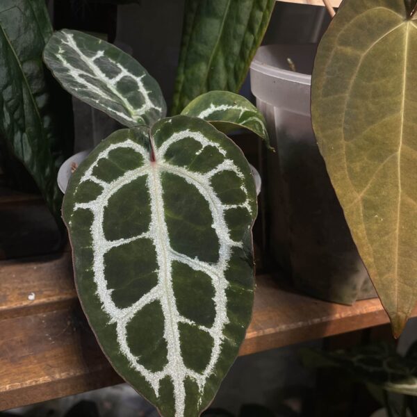 Anthurium crystallinum ‘Diamond’小鑽石水晶花燭（Anthurium crystallinum）— 植仔 Plantjai 香港觀葉植物